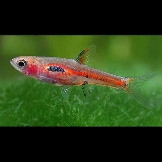 Rasbora merah sauvage (Boraras merah) – Sur commande – par 10