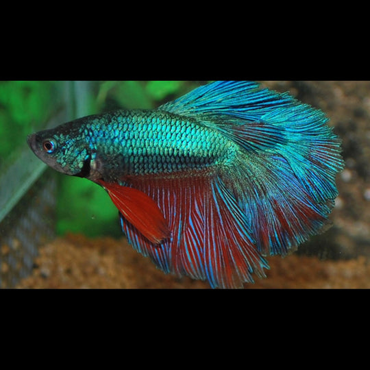 Combattant Rosetail (mâle) (Betta sp. rosetail) – Sur commande