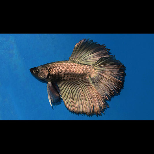 Combattant H.moon Cuivre (mâle) (Betta sp. halfmoon copper) – Sur commande