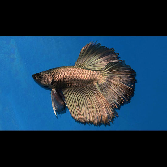 Combattant H.moon Cuivre (mâle) (Betta sp. halfmoon copper) – Sur commande