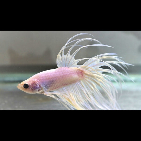 Combattant Crowntail Blanc (mâle) (Betta sp. crowntail white) – Sur commande