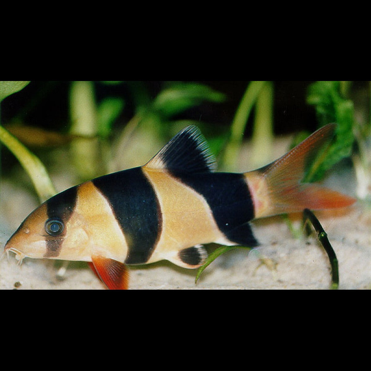 Loche clown sauvage (Chromobotia macracanthus) – Sur commande