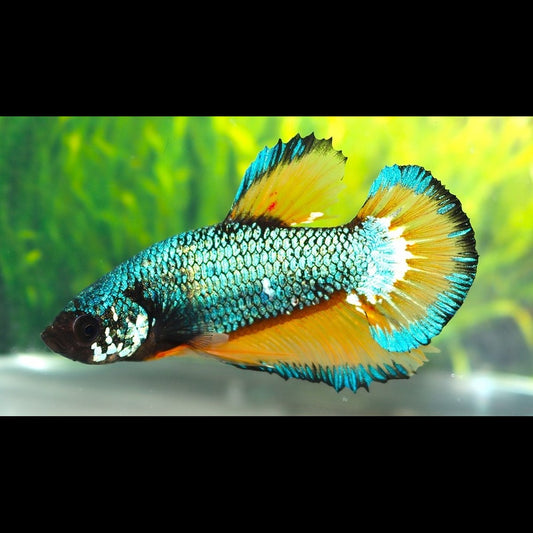 Combattant Plakat Mustard (mâle) (Betta sp. plakat mustard) – Sur commande