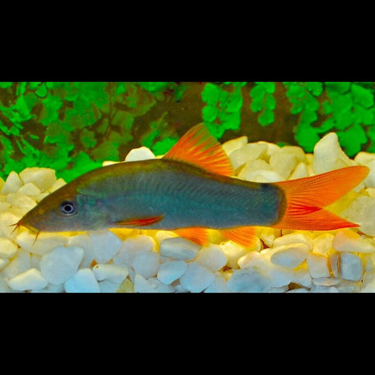 Loche bleue sauvage (Yasuhikotakia modesta) – Sur commande