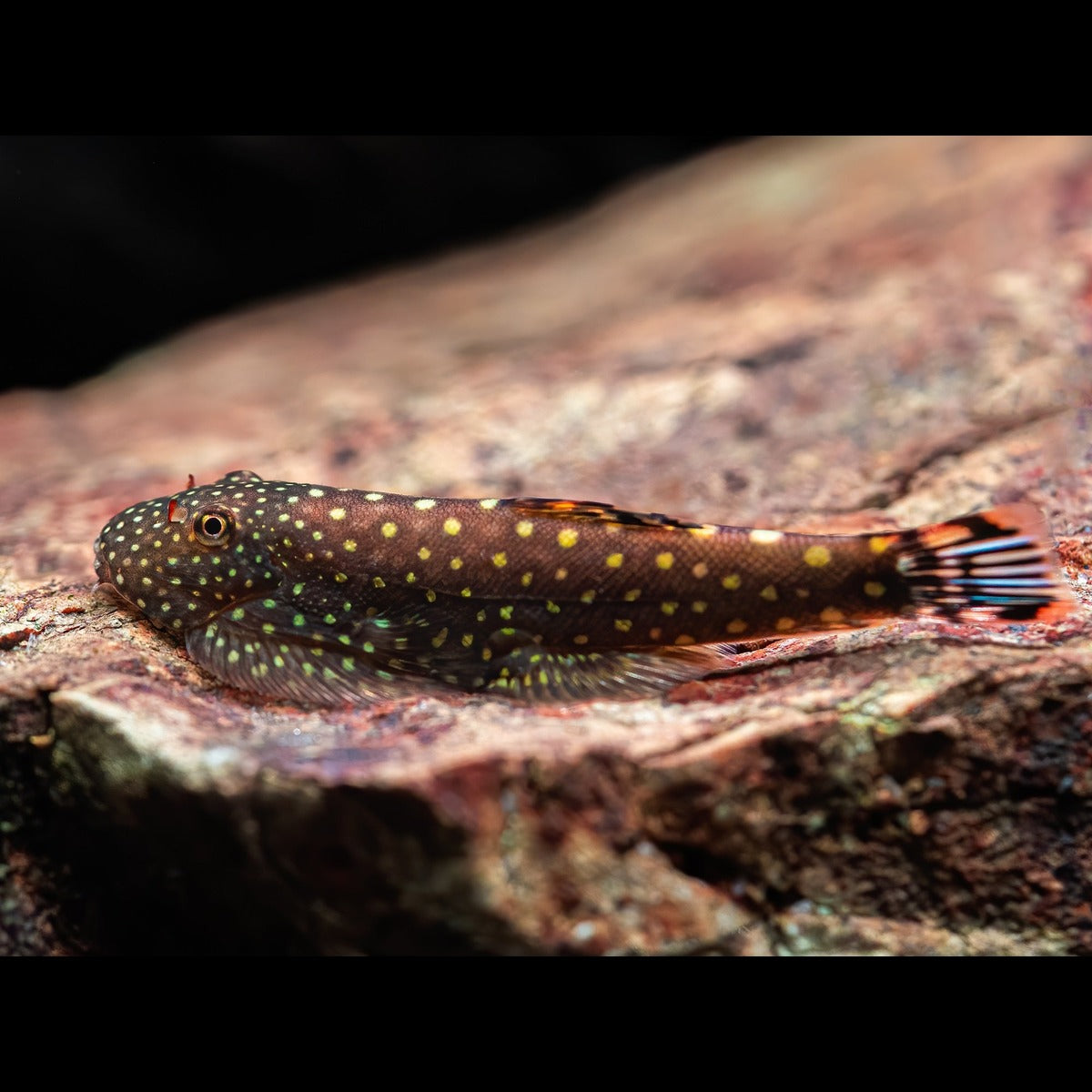 Loche ventouse de Bornéo (Gastromyzon ctenocephalus)