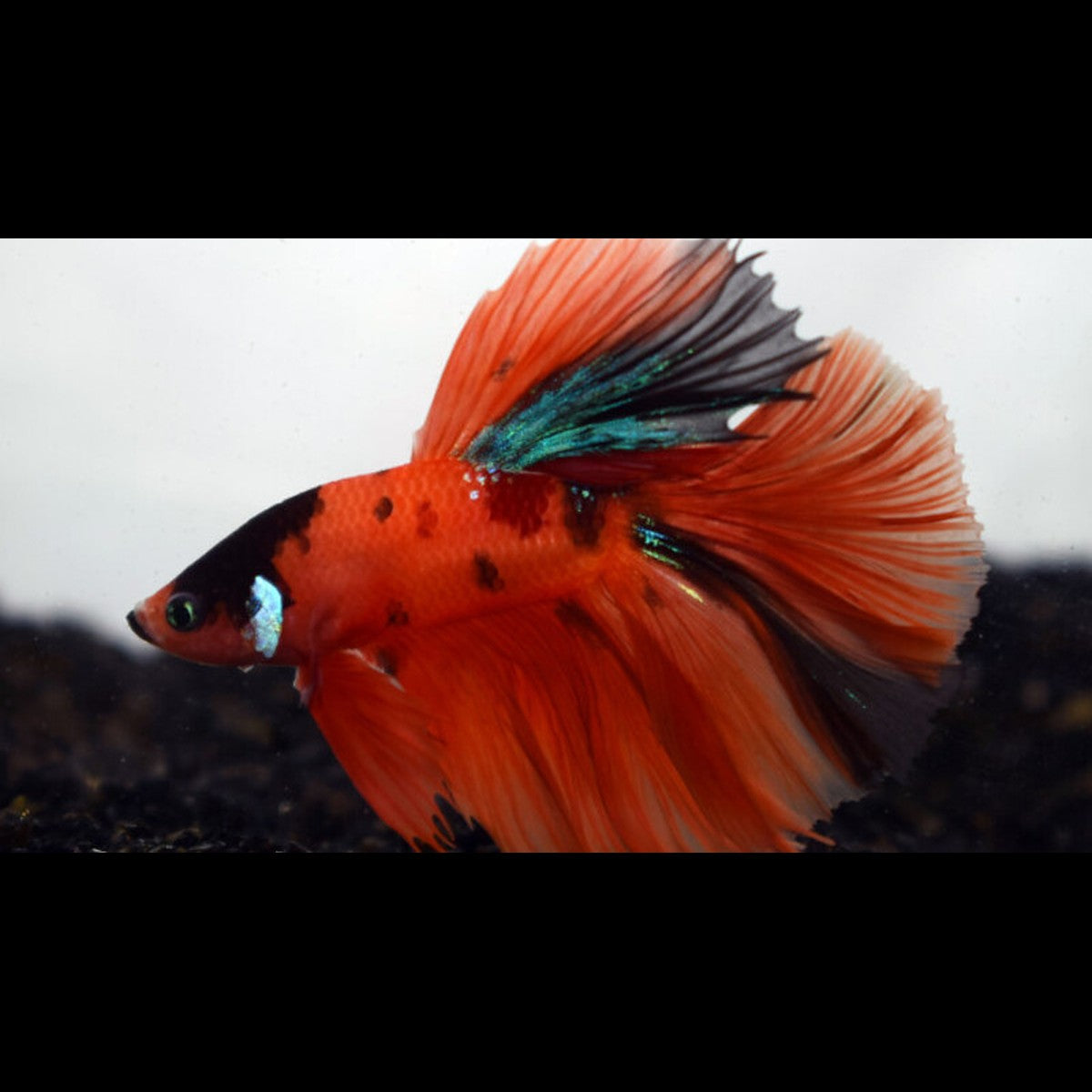 Combattant SP. Halfmoon NEMO (mâle) (Betta sp. halfmoon nemo) – Sur commande