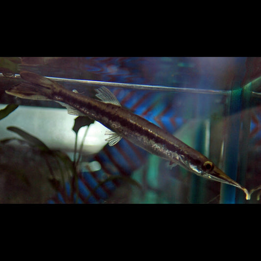 Characin-brochet Maculé sauvage (Boulengerella maculata) – Sur commande
