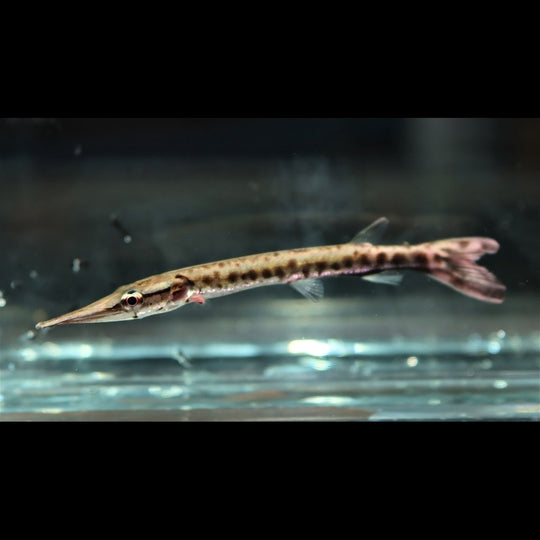 Characin-brochet Cuvieri sauvage (Boulengerella cuvieri peru) – Sur commande