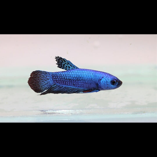 Combattant Plakat Alien BLEU (mâle) (Betta sp. plakat alien blue) – Sur commande