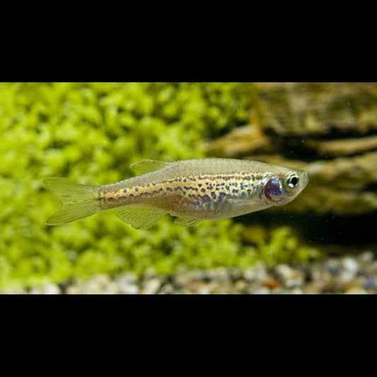Danio léopard (Danio rerio « frankei ») – Sur commande – par 10
