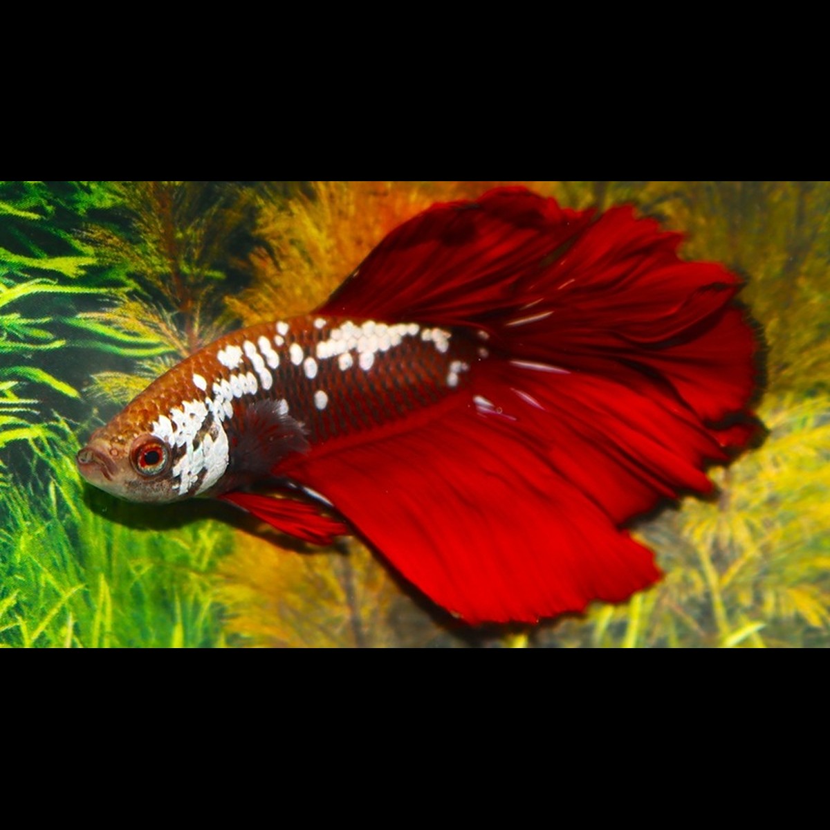 Combattant Halfmoon Rouge Samurai(mâle) (Betta sp. halfmoon red samurai) – Sur commande
