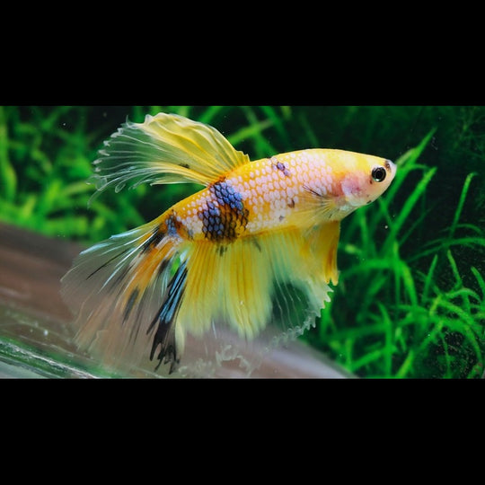 Combattant Halfmoon Jaune Galaxy(mâle) (Betta sp. half moon yellow galaxy) – Sur commande