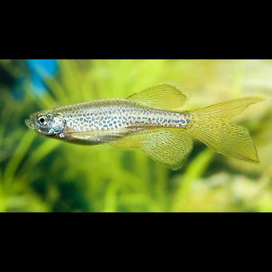 Danio léopard voile (Danio rerio « frankei long fin ») – Sur commande – par 10