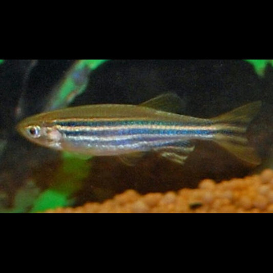 Poisson-zèbre sauvage (Danio rerio) – Sur commande – par 10