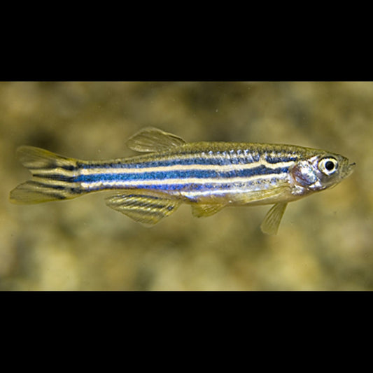 Danio zèbre (Danio rerio) – Sur commande – par 10
