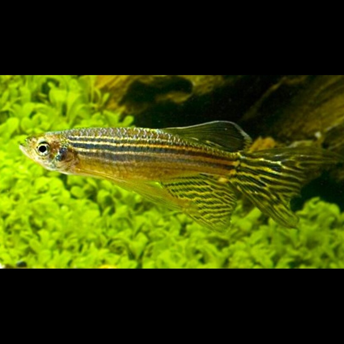 Danio zèbre voile (Danio rerio « long fin ») – Sur commande – par 10