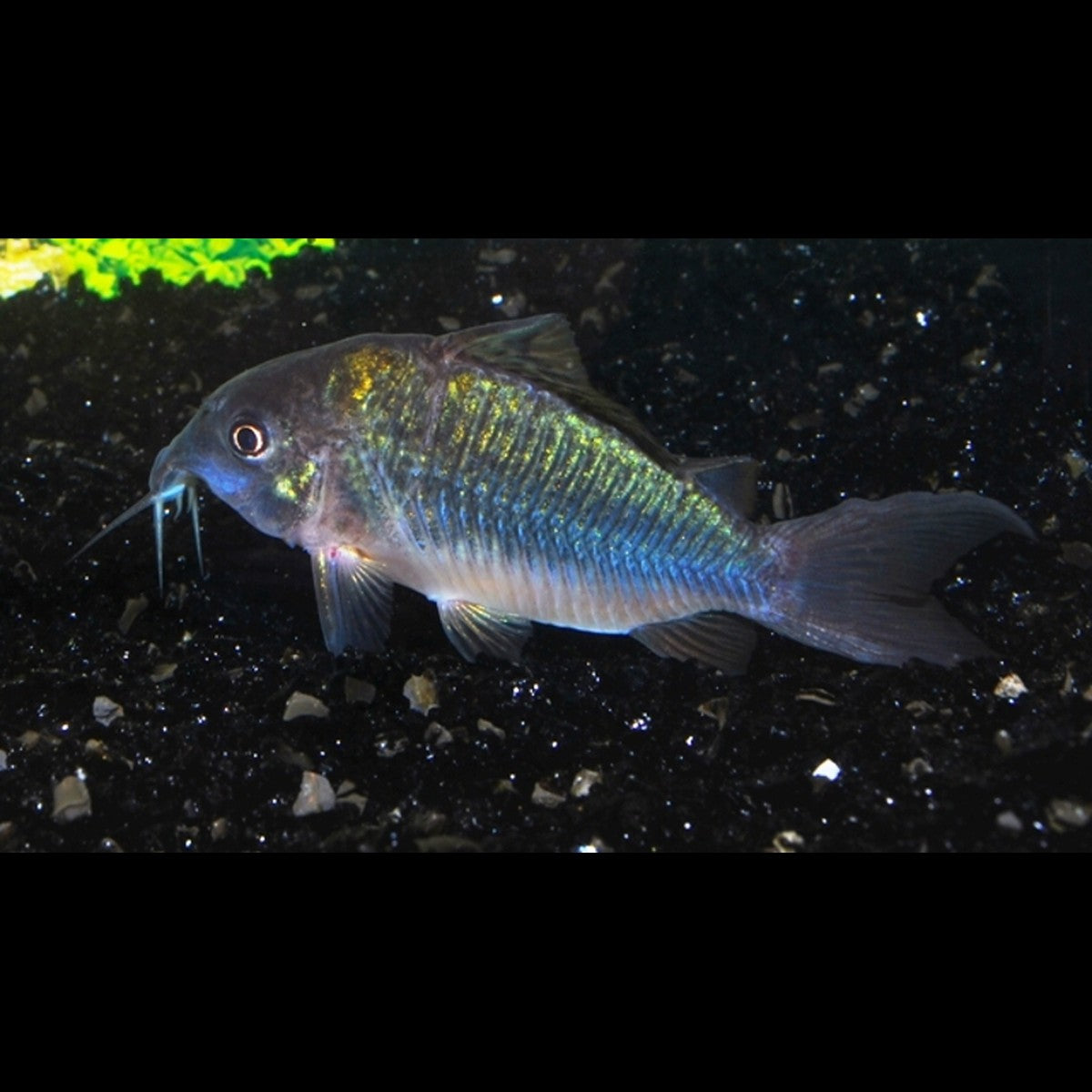 Poisson-chat Émeraude (Corydoras (BROCHIS) splendens) – Sur commande