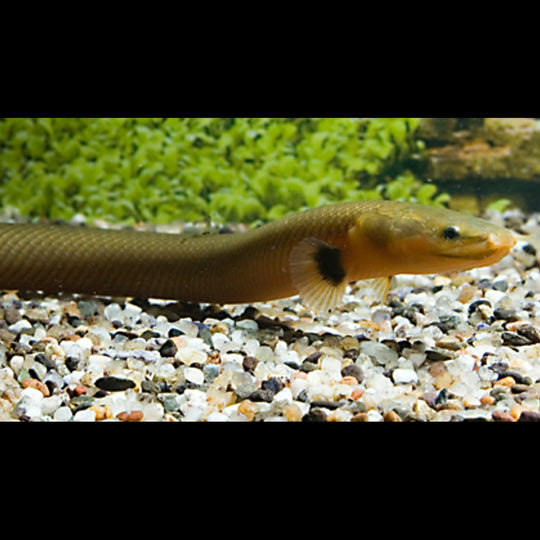 Poisson Roseau sauvage (Erpetoichthys calabaricus) – Sur commande