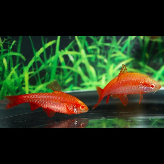 Barbus cerise albinos (Puntius titteya « albino ») – Sur commande