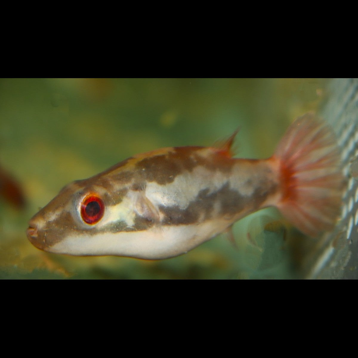Poisson-ballon à ventre rouge (Carinotetraodon irrubesco) – Sur commande