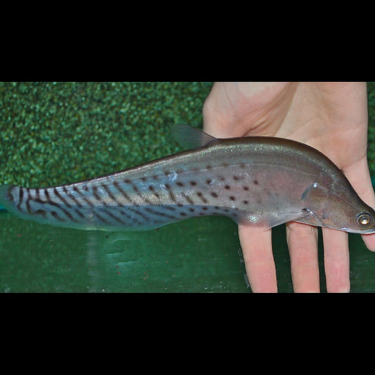 Poisson Couteau Royal sauvage (Chitala blanci) – Sur commande