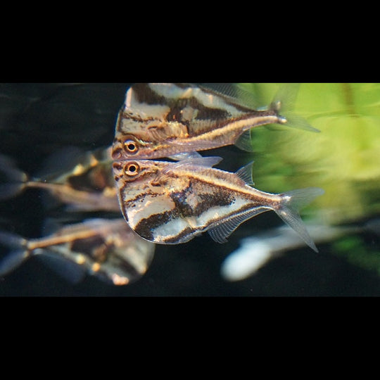 Poisson hachette marbré strigata sauvage (Carnegiella strigata strigata) – Sur commande