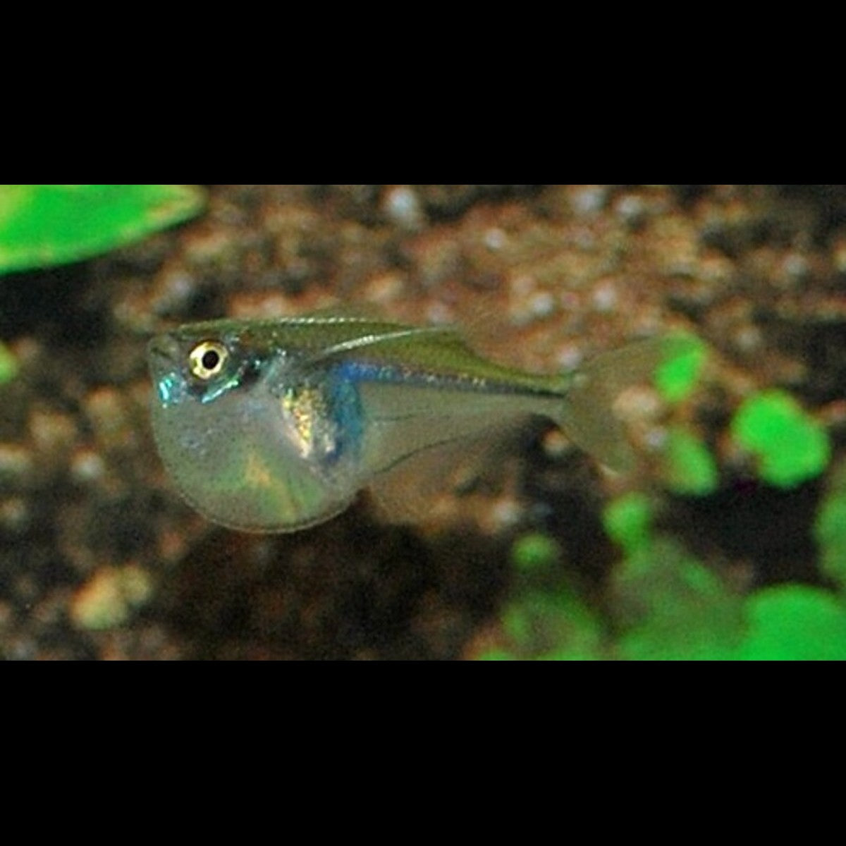 Poisson-hachette pygmée sauvage (Carnegiella myersi)