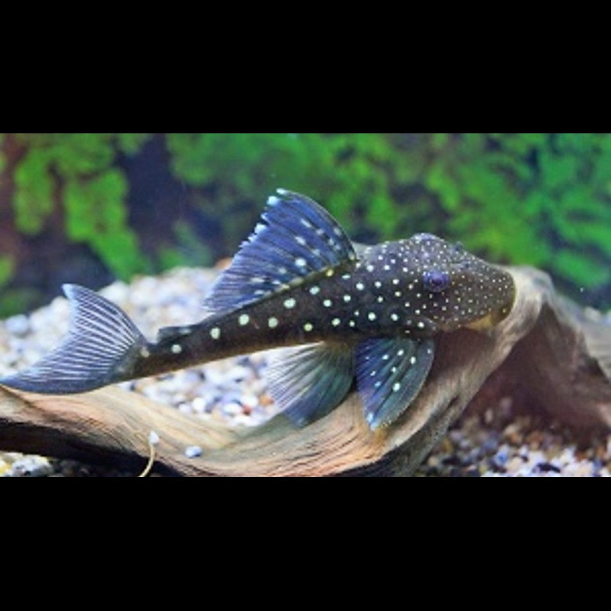 Pléco fantôme bleu L128 sauvage (Hemiancistrus sp. L128) – Sur commande