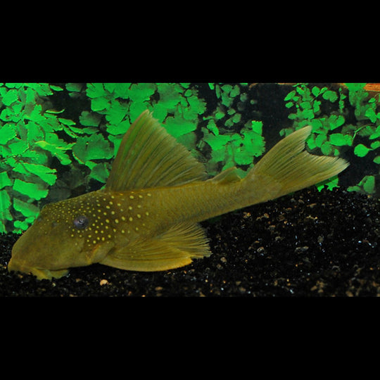 Pléco fantôme vert L200 sauvage (Hemiancistrus subviridis) – Sur commande