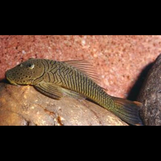 Pléco bouledogue rayé L187b sauvage (Chaetostoma formosae) – Sur commande