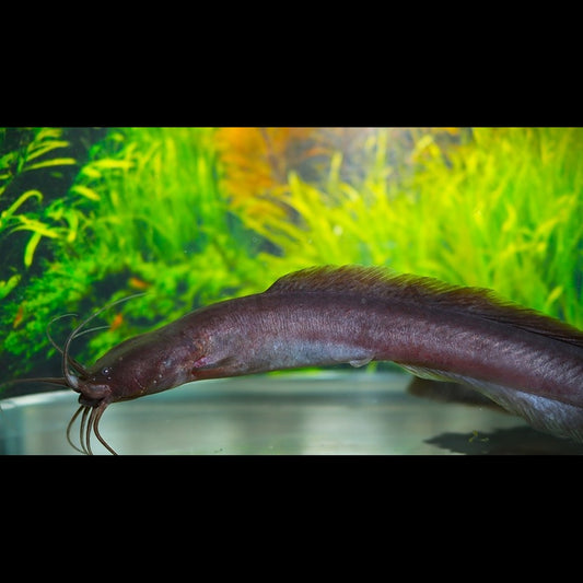 Poisson-chat Anguille sauvage (Channallabes apus) – Sur commande