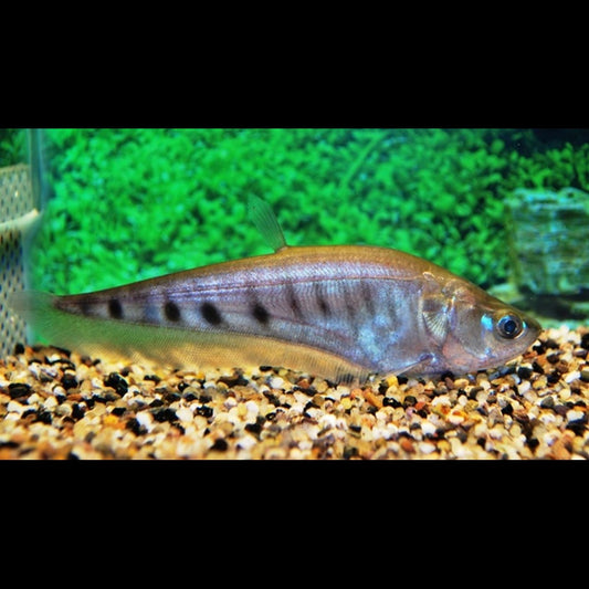 Poisson Couteau Clown sauvage (Chitala ornata) – Sur commande