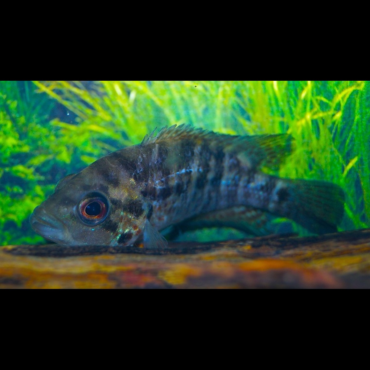 Cichlidé loup (Parachromis motaguensis)