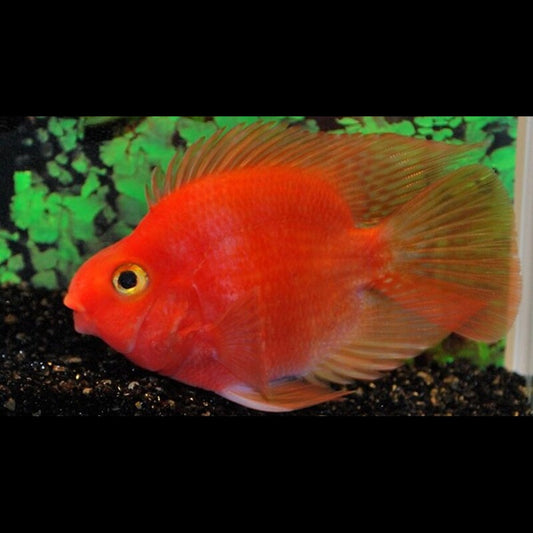 Perroquet rouge (Cichlidae hybride « Blood Parrot ») – Sur commande
