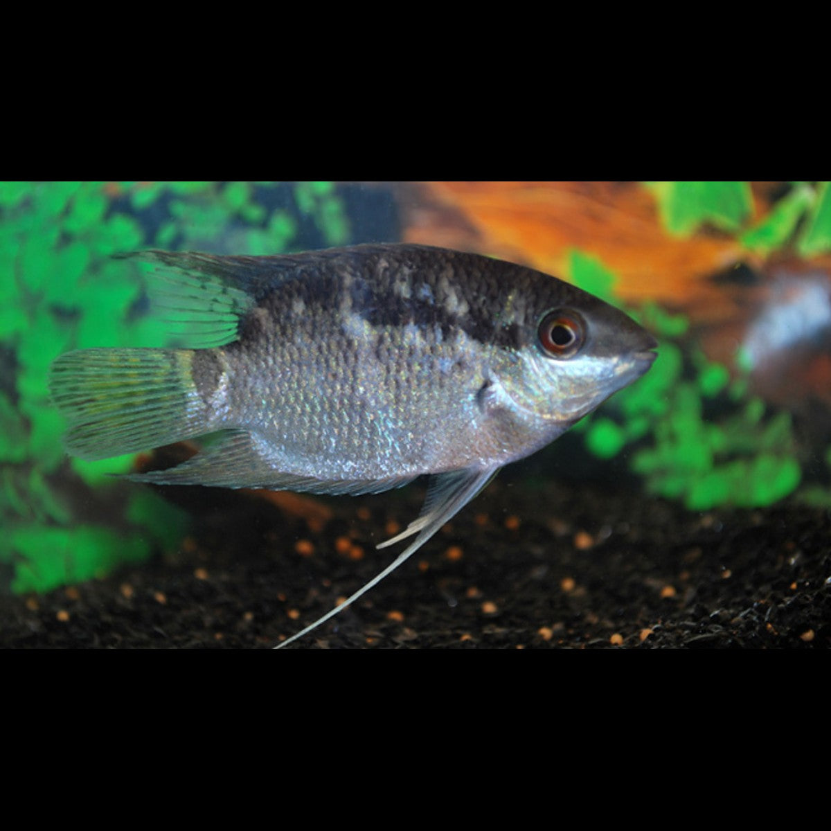 Cichlidé drapeau sauvage (Mesonauta festivus) – Sur commande