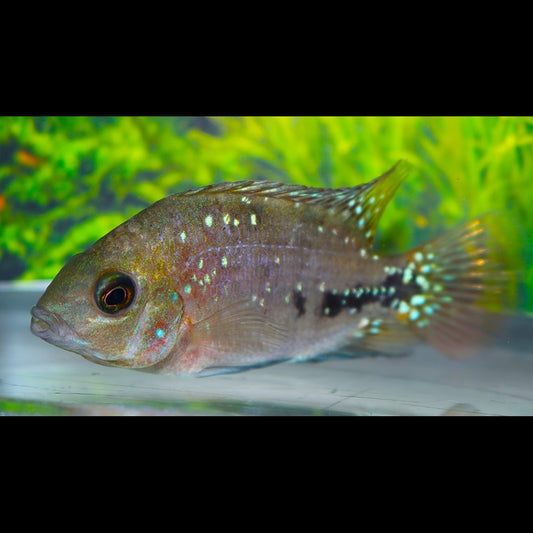 Cichlidé à points bleus (Vieja melanurus « Blue Spot ») – Sur commande