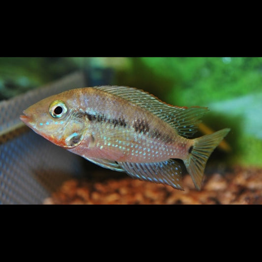 Gorge de feu (Thorichthys meeki) – Sur commande