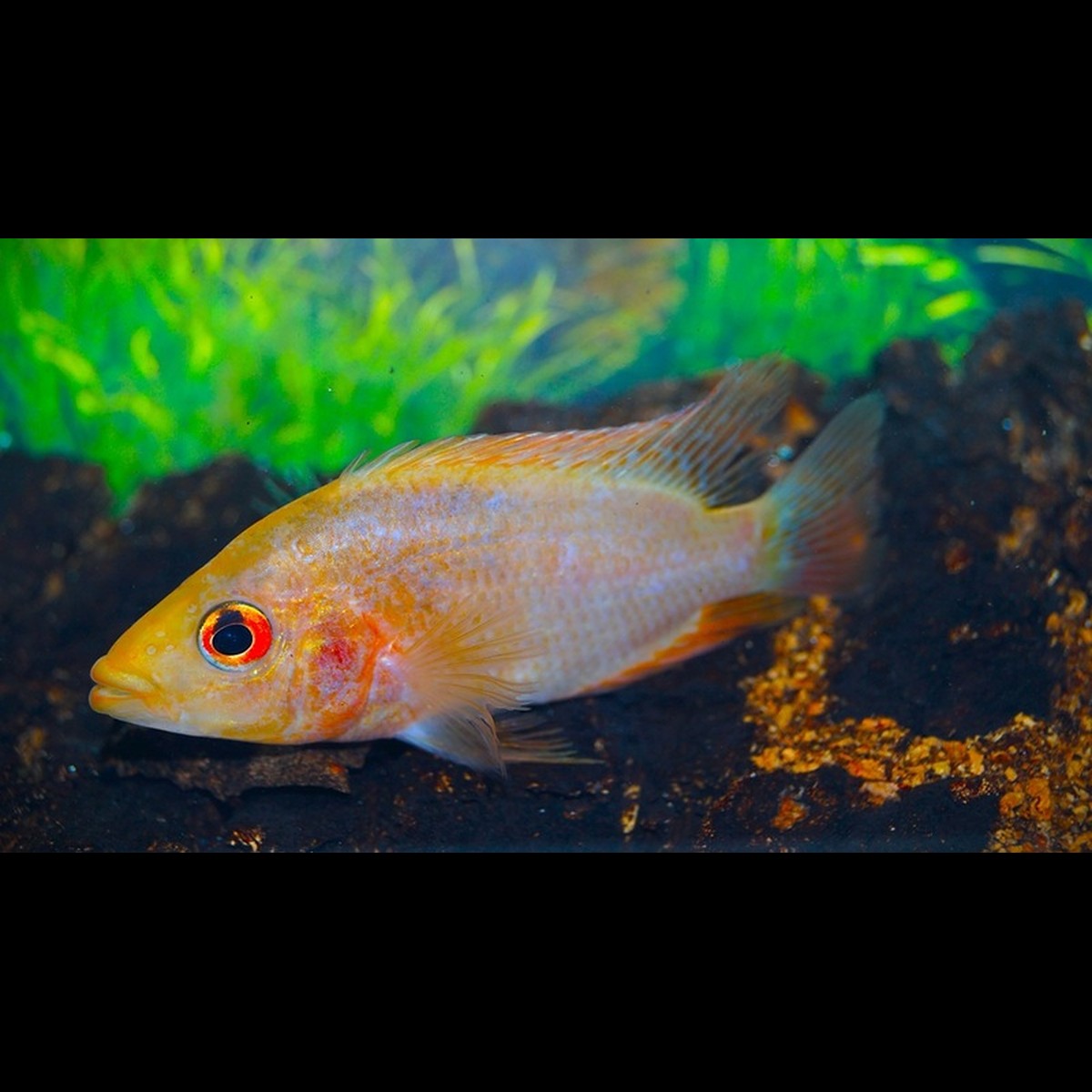Cichlidé labiatus Red Devil (Amphilophus labiatus « red devil »)