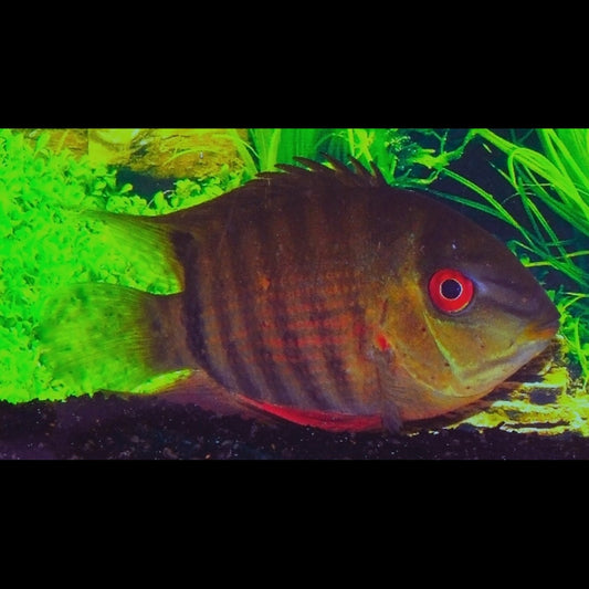 Severum sauvage (Heros severus) – Sur commande