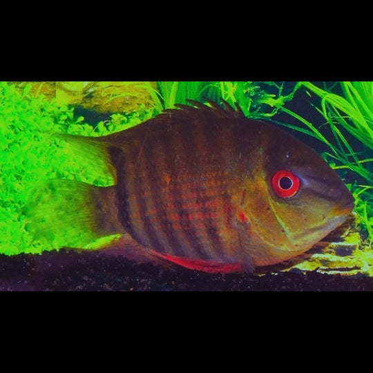Severum sauvage (Heros severus) – Sur commande