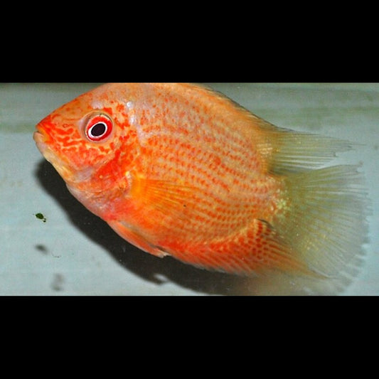 Severum Red Spotted (Heros sp. « Red Spotted ») – Sur commande