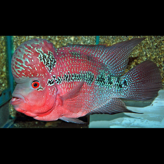 Flowerhorn perle rouge (Cichlidae hybride « Flowerhorn Red Pearl ») – Sur commande