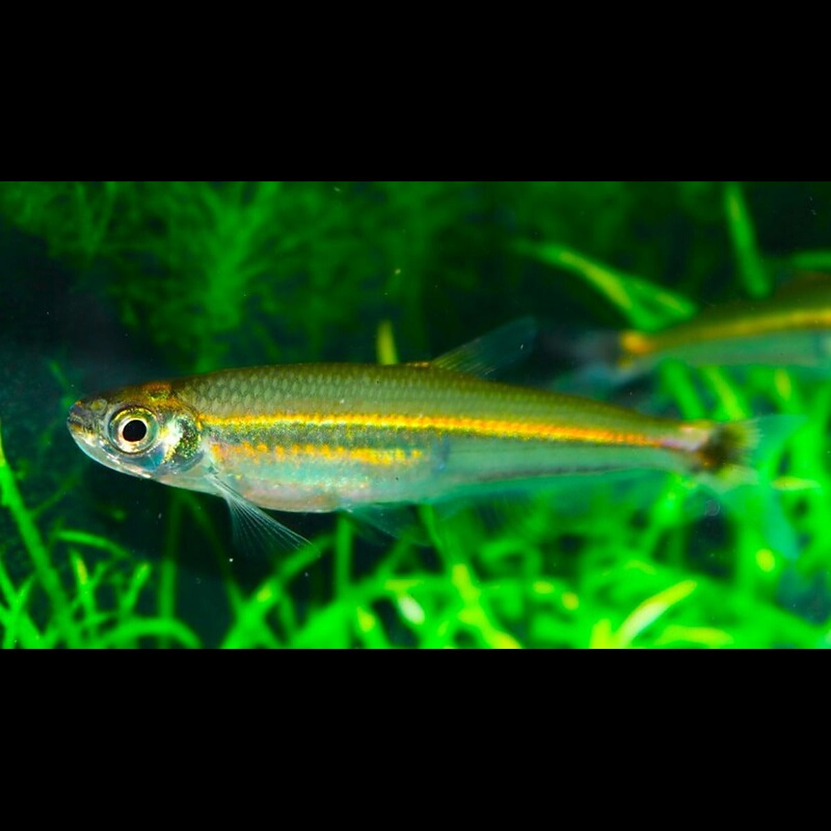 Iguanodectes sauvage (Iguanodectes spilurus) – Sur commande