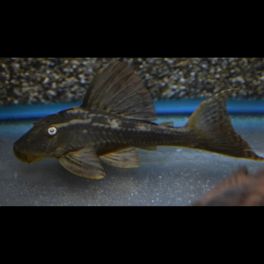 Pléco aux yeux bleus L137 sauvage (Hypostomus soniae) – Sur commande