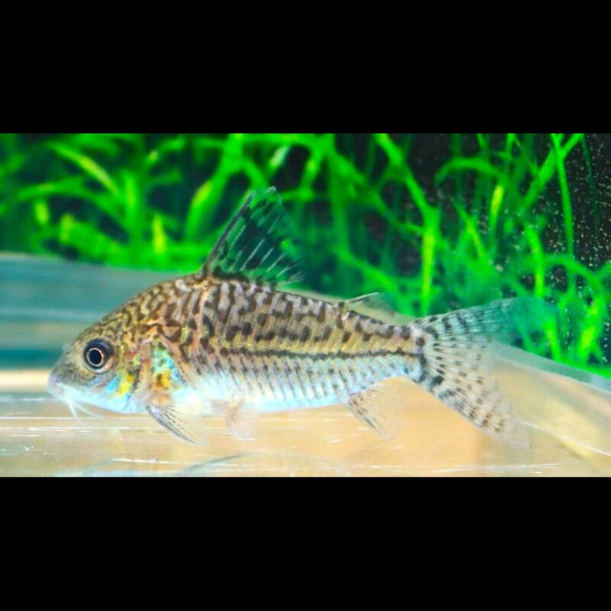 Corydoras Sodalis Colombia sauvage (Corydoras (BROCHIS) sodalis) – Sur commande