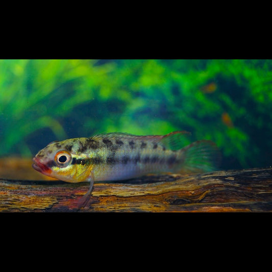 Congochromis sabinae sauvage (Congochromis cf. sabinae) – Sur commande