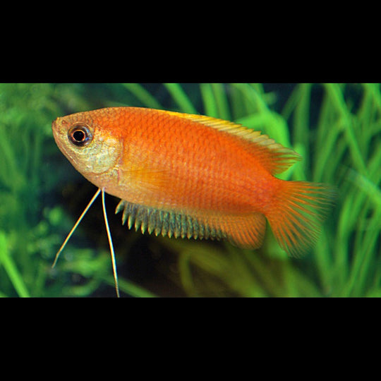 Gourami miel (Trichogaster chuna) – Sur commande – par 10