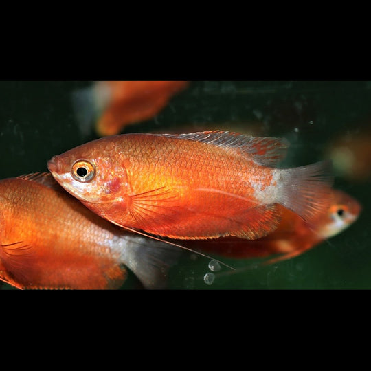 Gourami miel rouge (Trichogaster chuna « red ») – Sur commande
