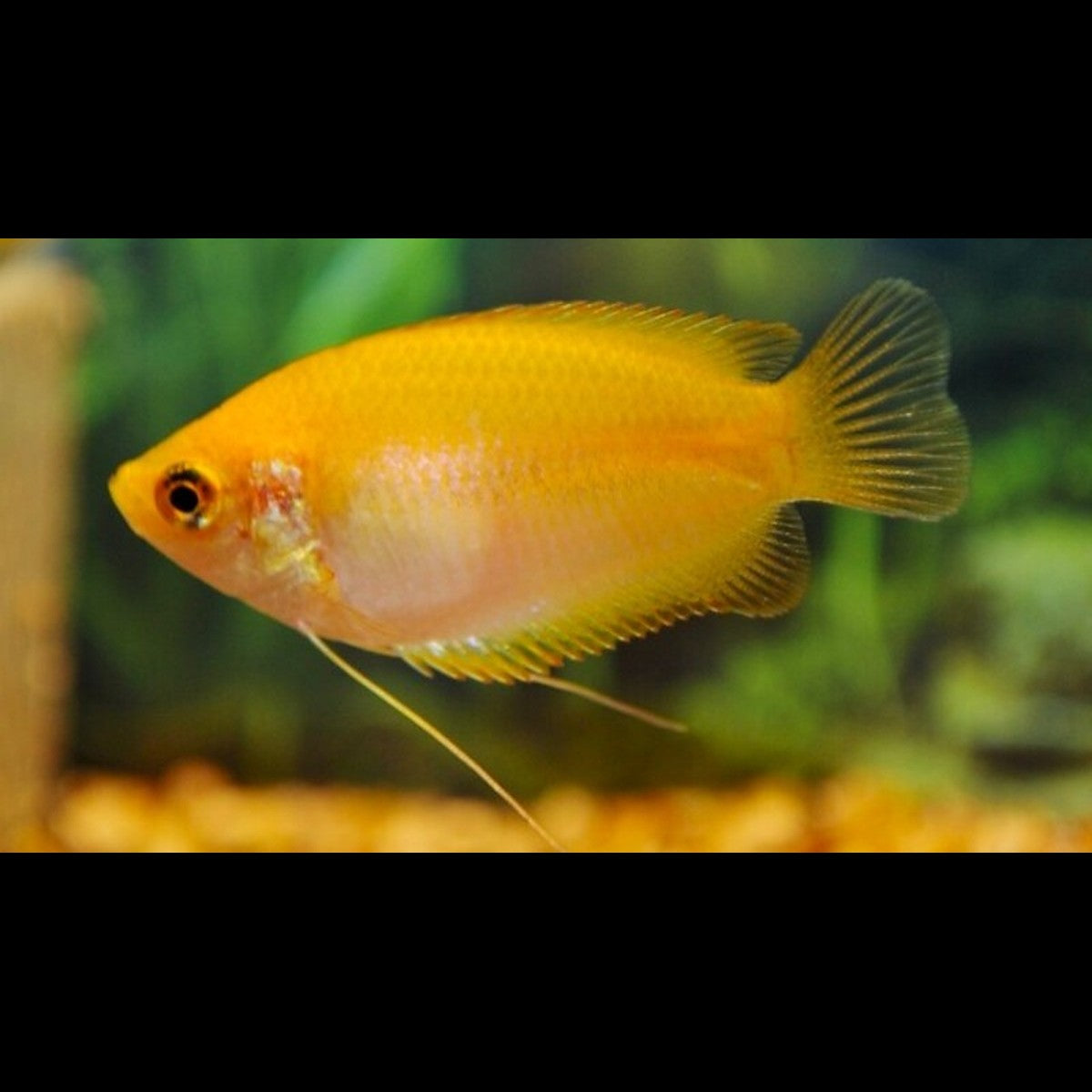 Gourami miel doré (Trichogaster chuna « gold ») – Sur commande – par 10