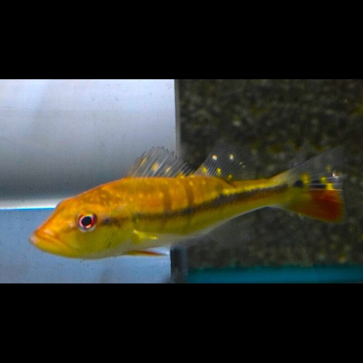 Cichla temensis (Cichla temensis)